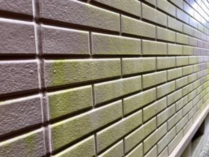 サイディング　苔