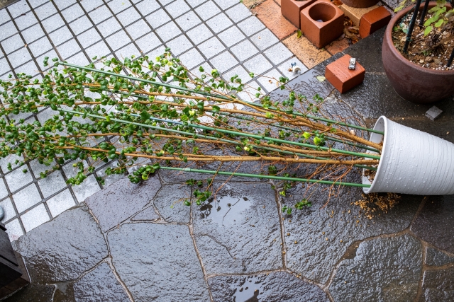 台風　強風